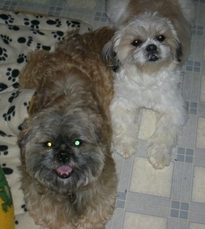 The Lhasa-Apso dam and Melinda the Lhasa-Apso sire