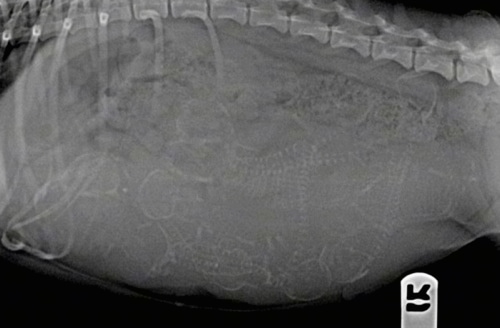 X-Ray of eight puppies in a stomach