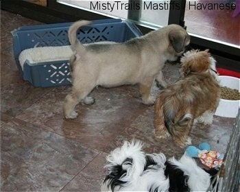 Saul the Mastiff Puppy and the Havanese Puppies preparing to eat food together