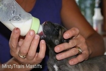 Puppy being fed with a bottle