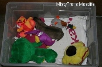 Puppy laying on a blanket in a plastic bin surrounded by plush toys