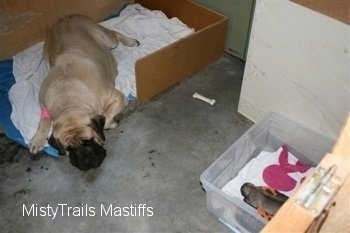 Sassy the Mastiff laying across from the puppy who is in a plastic bin
