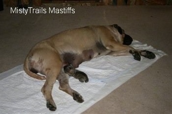 Sassy the Mastiff letting the puppy nurse