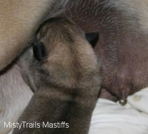 Mastiff puppy nursing