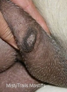 Close Up - Mother dog's teet