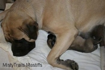 Sassy the Mastiff Dam cuddling with a puppy
