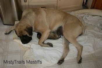 Sassy the Mastiff Dam laying with a puppy on a blanket