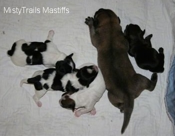 Five puppies laying on a blanket