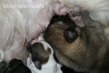 Close Up - Two puppies Nursing on a blanket