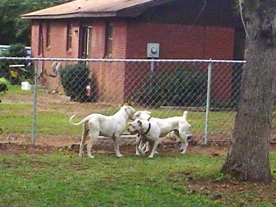 Three White English Bulldogs are bunched up near each other in front of a fence. There is a brick house in the background.