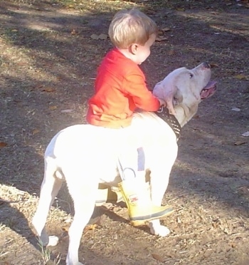 The back right side of a White English Bulldog that has a toddler sized boy in an orange shirt leaning against its back. The dog has a thick black leather collar with spikes on it.