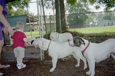 The left side of three White English Bulldogs that are standing in dirt across from a toddler and a lady in a purple shirt outside in a chain link fenced yard under the shade of trees.