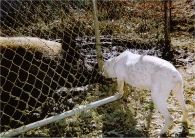 The back left side of a White English Bulldog that is sniffing a hog through a gate. You can see the dark pigment spots under its white thin coat.