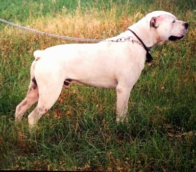 Side view of a large breed thick white bully looking dog with a very small docked bob tail, a thick head, small rose ears and a black nose facing the right in a field of grass.