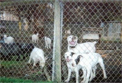 Three White English Bulldogs are standing behind a chain link fence on a farm across a herd of goats. Two of the white dogs have black patches on their faces and one has a brown patch.