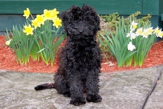 black poodle terrier mix