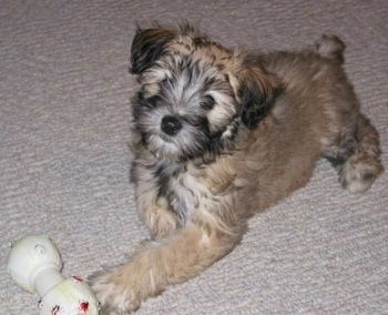 The front left side of a fluffy, soft looking, brown with black Whoodle puppy that is laying across a carpeted surface. It is looking up and its head is slightly tilted to the right. It has a toy in front of it.