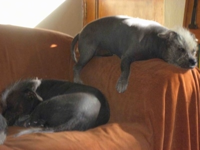Two black Xoloitzcuintli dogs are sleeping on a couch. One is fat and is on the arm of the couch and the other one is laying on the seats. Both dogs are hairless with peach fuzz on their heads and tips of their tails.