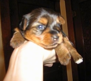 A person holding up a small puppy with the palm of their hand