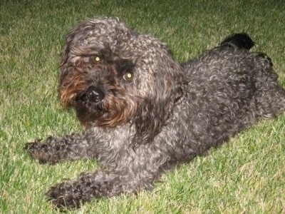 The front left side of a curly coated grey with black Yorkipoo dog laying across a grass surface. It has wide round dark eyes that are glowing green and a black nose.
