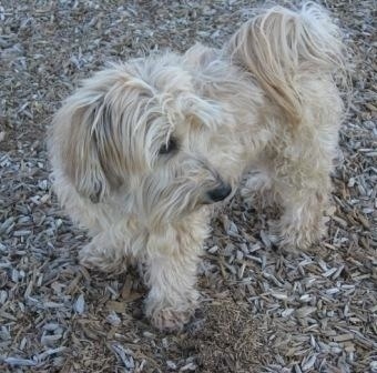 A tan with white Yorkipoo is standing across an area with woodchips on the ground and it is looking to the right. Its tail is curled up over its back with long hair coming from it. It has long hair on its drop ears.