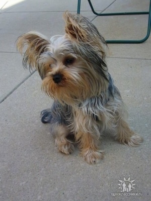 A small black with brown Yorkshire Terrier dog sitting on a concrete block looking forward. It has long hair hanging from its perk ears. At the bottom right of an image there is a logo.