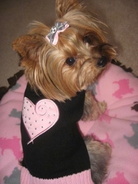 Topdown view of the back of a toy-sized, tan Yorkshire Terrier dog sitting on a pillow and it is looking to the right. The Yorkie is wearing a black T-shirt with a big pink heart on its back and it has a pink bow in its hair.