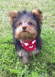 A small soft, thick coated, black with brown Yorkshire Terrier puppy walking across a grass surface wearing a red bandana and it is looking up. It has small triangular ears that stand up and slightly fold over to the front with lots of hair around them.