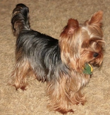 The black and reddish-tan yorkshire Terrier is standing across a long tan carpeted surface. It is looking to the right and its long tail is in the air.