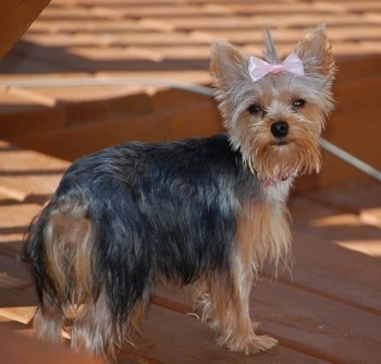 The right side of a black and cream Yorkshire Terrier that is standing across a wooden porch and it is looking over at the camera. The Yorkie has a pink ribbon in its hair. Its coat is shorter on its head and longer on its body. Its tail is hanging down low.