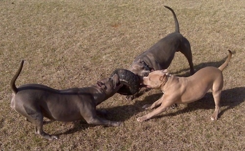Three Pit Bull Terriers on a lawn playing tug of war with a rubber tire