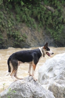 Hitman the Panda Shepherd standing on a boulder surrounded by rushing water