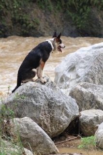 Hitman the Panda Shepherd is sitting on a boulder surrounded by water