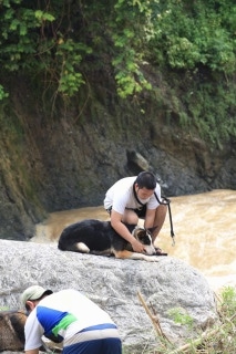 Hitman the Panda Shepherd is laying on a large boulder and his owner is putting a leash on him with rushing water beside them.