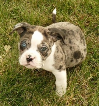 Top down view of a merle blue-eyed Alapaha Blue Blood Bulldog puppy that is sitting on grass