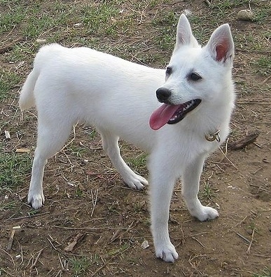 The right side of a pure white Alaskan Klee Kai puppy that is standing across a patchy lawn