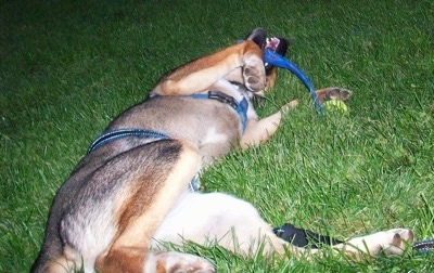 A black with tan and white Alusky is laying on its side on grass wrapped in its leash