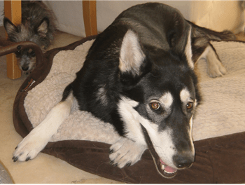 Close up - A black wiht white and gray brown-eyed Alusky is laying down on a dog bed with a little terrier dog behind it