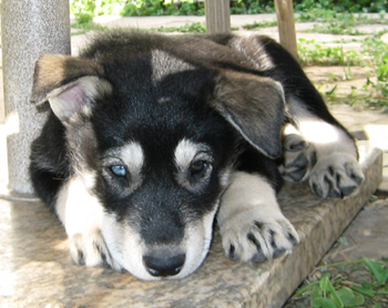 Close up - A black with white Alusky puppy is laying down on a stone porch and it is looking forward.