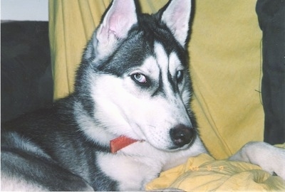 Close up - The right side of a black with white Alusky that is laying on a couch