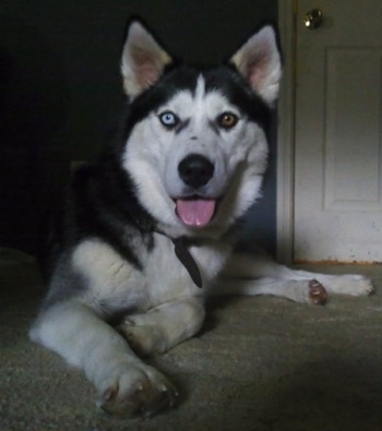 The front right side of a black with white and gray Alusky that has one brown eye and one blue eye laying down on a carpet in a room with a door behind it.