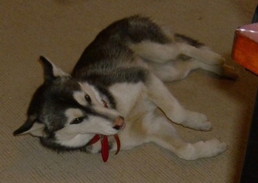 The right side of a black with white Alusky that is laying on its side on a carpet