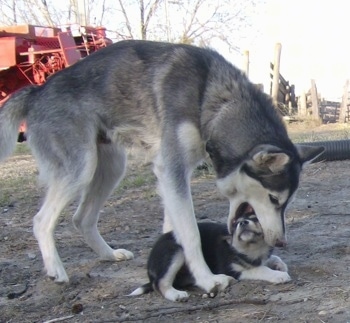 The right side of a gray with white Alusky with its mouth around a black with white Alusky puppies head.