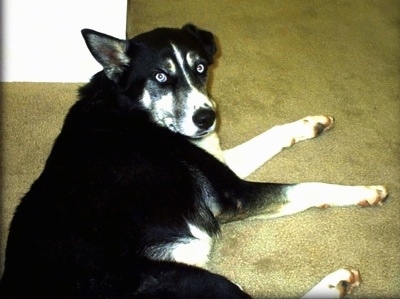 Topdown view of the right side of a black with white blue-eyed Alusky dog that is laying on a carpet