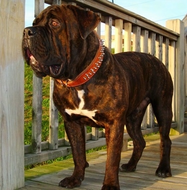 The front left side of a brindle with white American Bandogge standing on a wooden deck