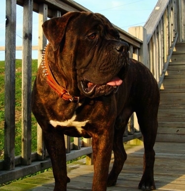 The front left side of a brindle with white American Bandogge that is standing on a wooden deck with wooden stairs behind it and it is looking to the right. Its mouth is open and its tongue is out.