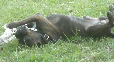 The left side of an American Boston Bull Terrier dog rolling around outside with a rope toy.
