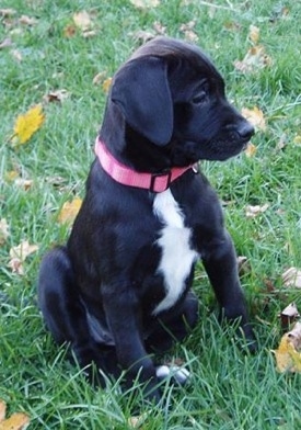 A black with white American Bullador puppy is sitting in grass and it is looking to the right.
