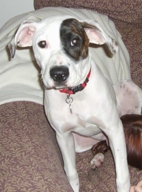 A white with black and brown American Bulldog mix is sitting on a couch. The dog is mostly white with a black brindle patch over its right eye.