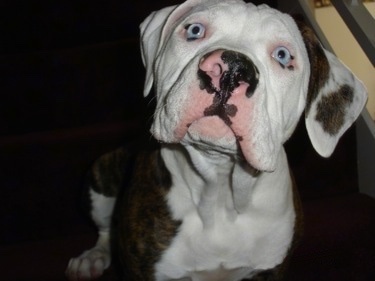 blue eyed american bulldog puppy for sale